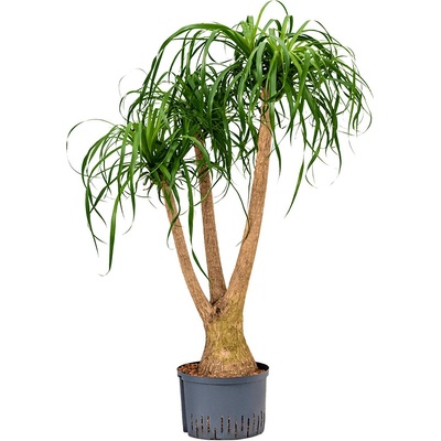 Beaucarnea recurvata 28/19 v.130 cm