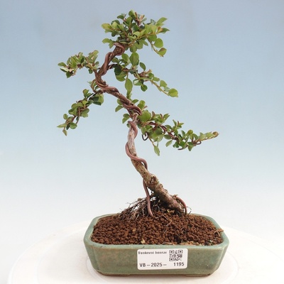 e-bonsai Venkovní bonsai-Cotoneaster horizontalis - Skalník