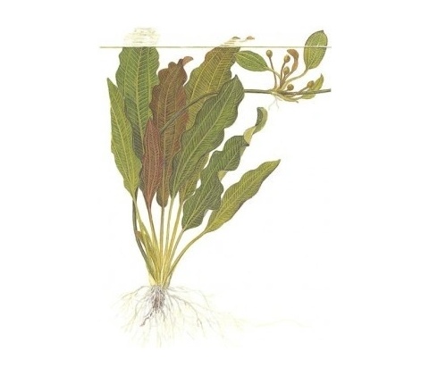 Echinodorus osiris