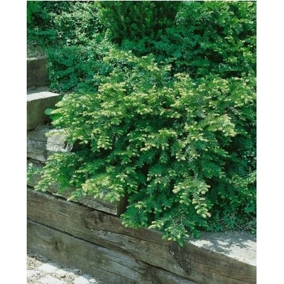 Taxus baccata 'Repandens Aurea' 20-30 C2L