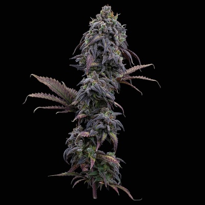 Brothers Grimm Seeds Princess Haze semienka neobsahujú THC 3 ks