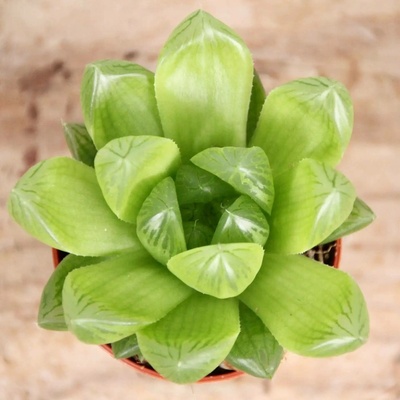 Haworthia Cooperi baby