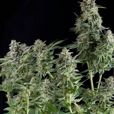 Pyramid Seeds CBD Northern Lights semienka neobsahujú THC 3 ks