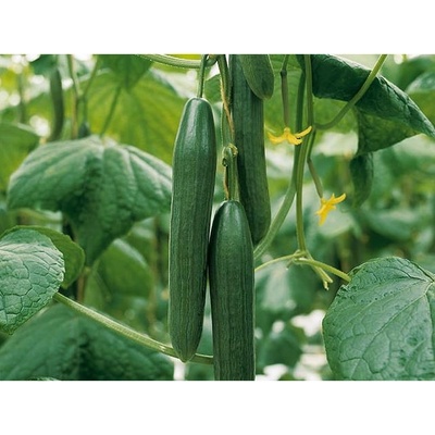 BIO Uhorka šalátová Kalunga F1 - Cucumis sativus - predaj bio semien - 4 ks