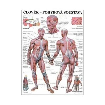 Člověk - pohybová soustava