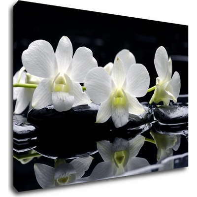 Impresi Obraz Bílé orchidee na černém pozadí - 70 x 50 cm