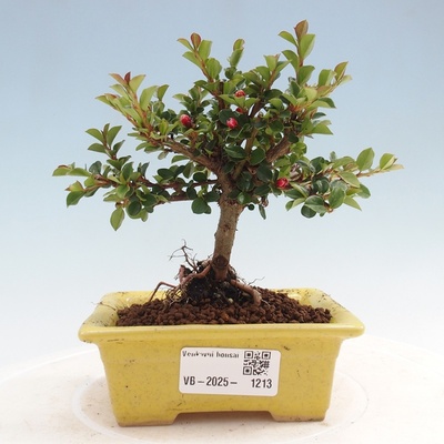 e-bonsai Venkovní bonsai - Cotoneaster horizontalis - Skalník