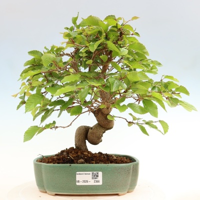e-bonsai Venkovní bonsai -Carpinus coreana - Habr korejský