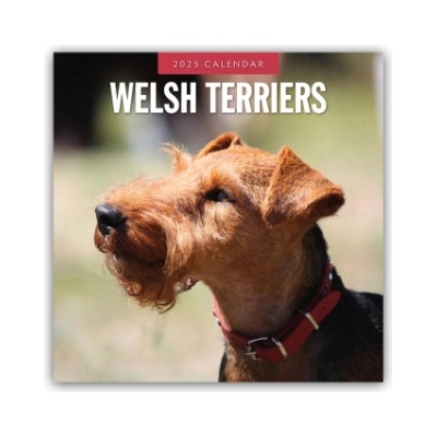 Welsh Terriers Welsh Terrier 16-Monats 2025
