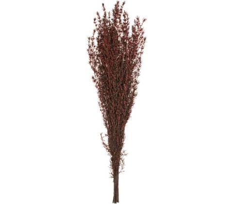 Grabia