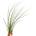 Tillandsia juncea