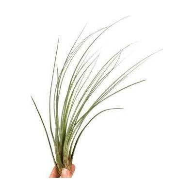 Tillandsia juncea