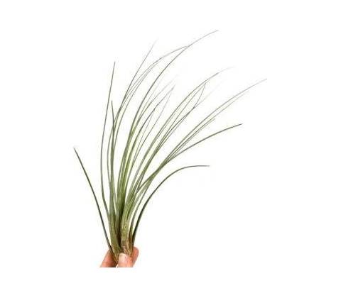 Tillandsia juncea