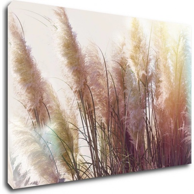 Impresi Obraz Suchá tráva - 90 x 60 cm