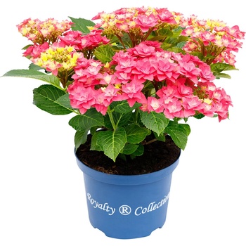 Royalty Collection® Feather Pink Royalty Collection® Хортензия macrophylla