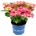 Royalty Collection® Feather Pink Royalty Collection® Хортензия macrophylla