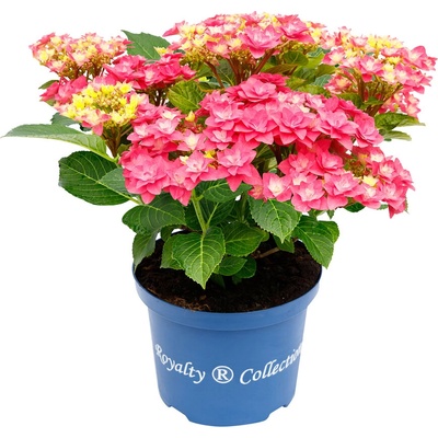 Royalty Collection® Feather Pink Royalty Collection® Хортензия macrophylla