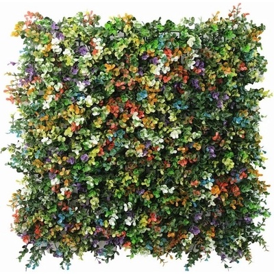 Buxus multicolor, dielec 50 x 50 cm