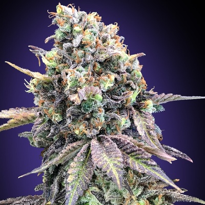00 Seeds Bank Purple Punch semienka neobsahujú THC 3 ks