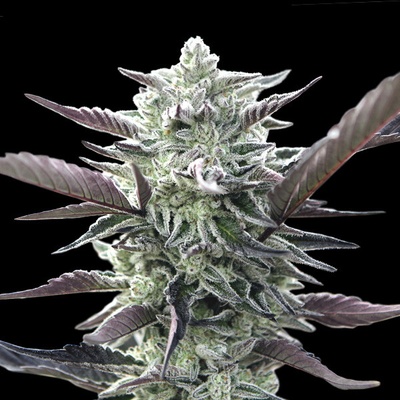 00 Seeds Bank Oreoz semienka neobsahujú THC 3 ks