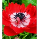 Sasanka Governor - Anemone - predaj cibuľovín - 3 ks