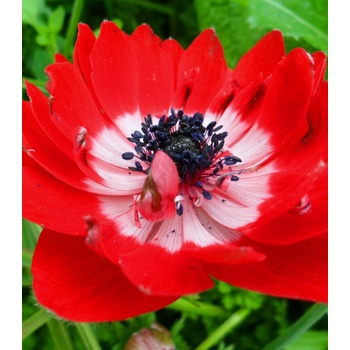 Sasanka Governor - Anemone - predaj cibuľovín - 3 ks