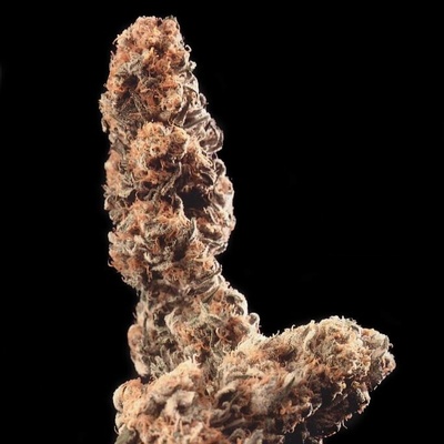 KC Brains Seeds Afghani Special regular semienka neobsahujú THC 5 ks