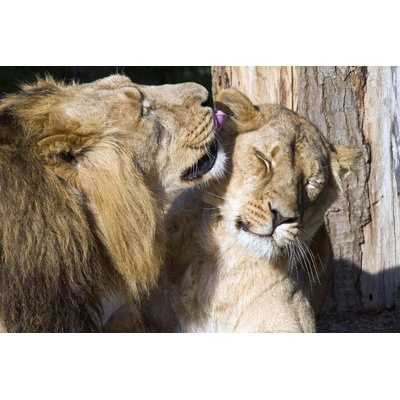 DIMEX ART Флизелинов фототапет любов на лъв 375 x 250 см