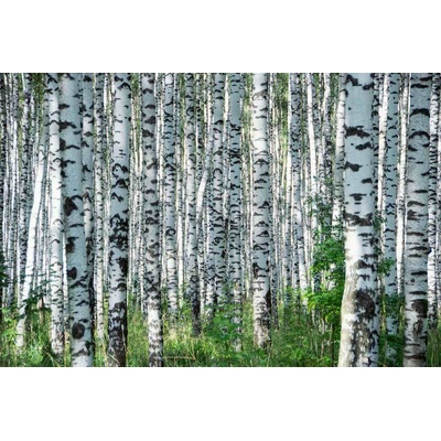 Флизелинов фототапет летен ден в брезова горичка 375 x 250 см