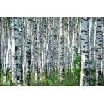 DIMEX ART Флизелинов фототапет летен ден в брезова горичка 375 x 250 см