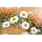 DIMEX ART Флизелинов фототапет лайка 375 x 250 см