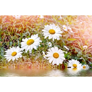 DIMEX ART Флизелинов фототапет лайка 375 x 250 см