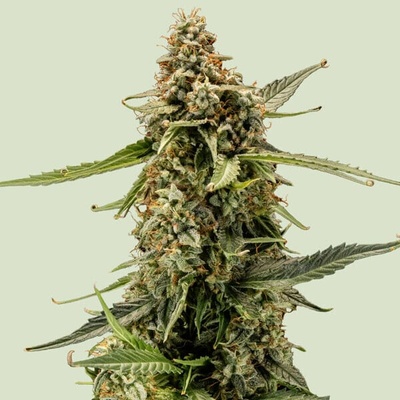 Royal Queen Seeds Titan F1 Auto semienka neobsahujú THC 25 ks