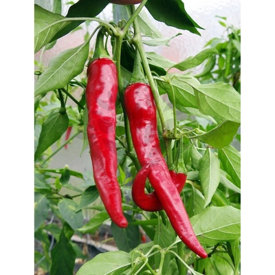 Cayenne Red – Zboží Dáma