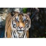 DIMEX ART Флизелинов фототапет голям бенгалски тигър 375 x 250 см