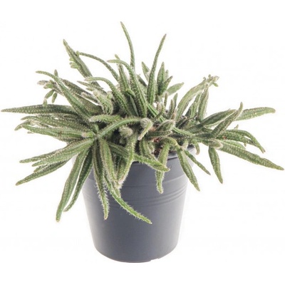 Věšák, Rhipsalis baccifera ssp. horrida, průměr květináče 10 - 12 cm