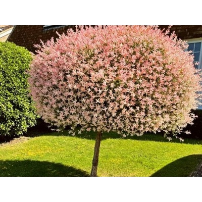 Vŕba japonská Hakuro Nishiki Prémiová na 80 cm kmienku, výška 110-130 cm, kvetináč 19 cm