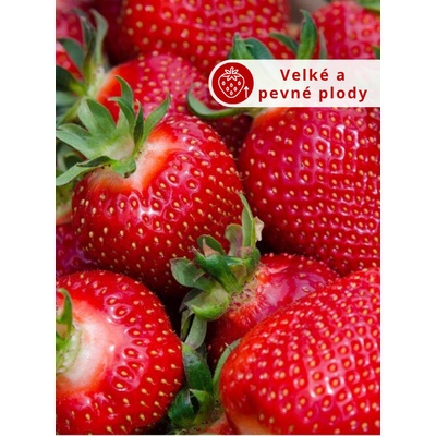 Jahodník 'Diamante' 12 ks stáleplodící Sazenice: Frigo sadba "A" standard 12 ks – Zboží Dáma