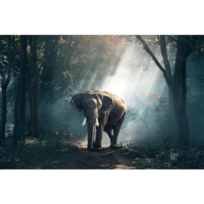 Bondecor Obraz tisk na plátno, 70x110 cm, 9-Příroda