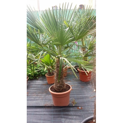 Trachycarpus fortunei – kmeň 40-50cm, celková výška 110cm+