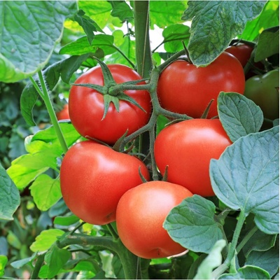 Rajče Tornado F1 - Solanum lycopersicum - semena rajčete - 20 ks – Zboží Dáma