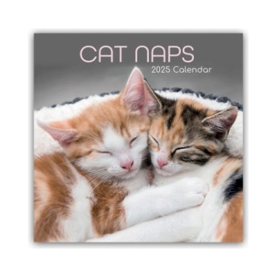 Cat Naps Träumende Katzen 16-Monats 2025