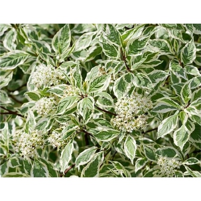 Drieň biely Elegantissima, výška 40-60 cm, kvetináč 3 l