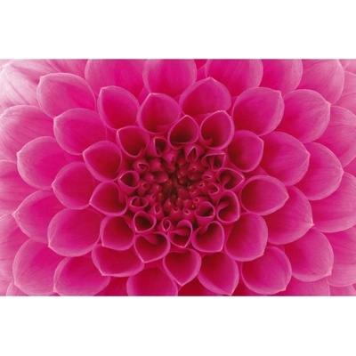 Dimex MA-5-0132 Samolepicí vliesová fototapeta na zeď Růžová jiřina rozměry 375 x 250 cm