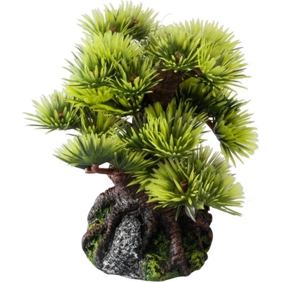 Laroy Group Aqua Della bonsai borovice 9,5 cm