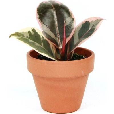 Gardners Ficus elastica Tineke, průměr 6 cm Fíkovník pryžodárný, Fíkovník, Gumovník