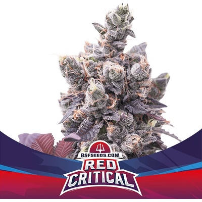 BSF Seeds Red Critical Auto semienka neobsahujú THC 12 ks