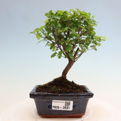 e-bonsai Pokojová bonsai - Sagerécie thea - Sagerécie thea