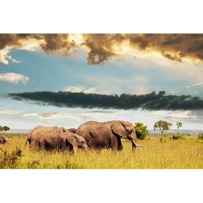 DIMEX ART Флизелинов фототапет семейство слонове 375 x 250 см