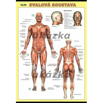 Svalová soustava XL (100x70 cm)
